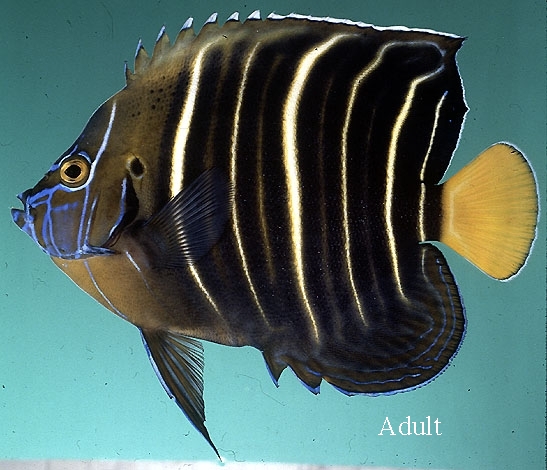  Pomacanthus chrysurus (Earspot Angelfish, Chrysurus Angelfish, Goldtail Angelfish)